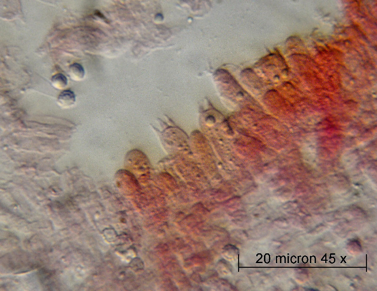 Lepista flaccida - microscopia